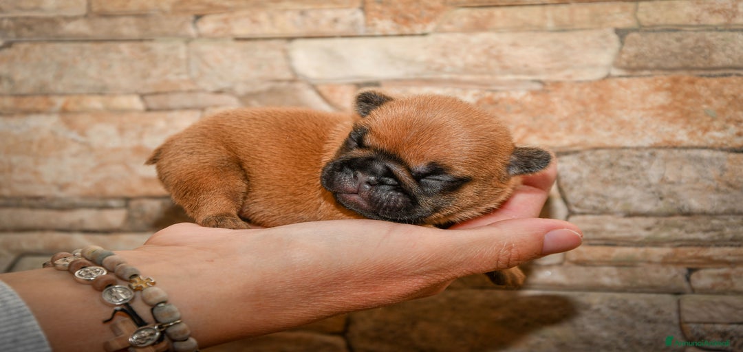 Immagine della galleria {{count}}