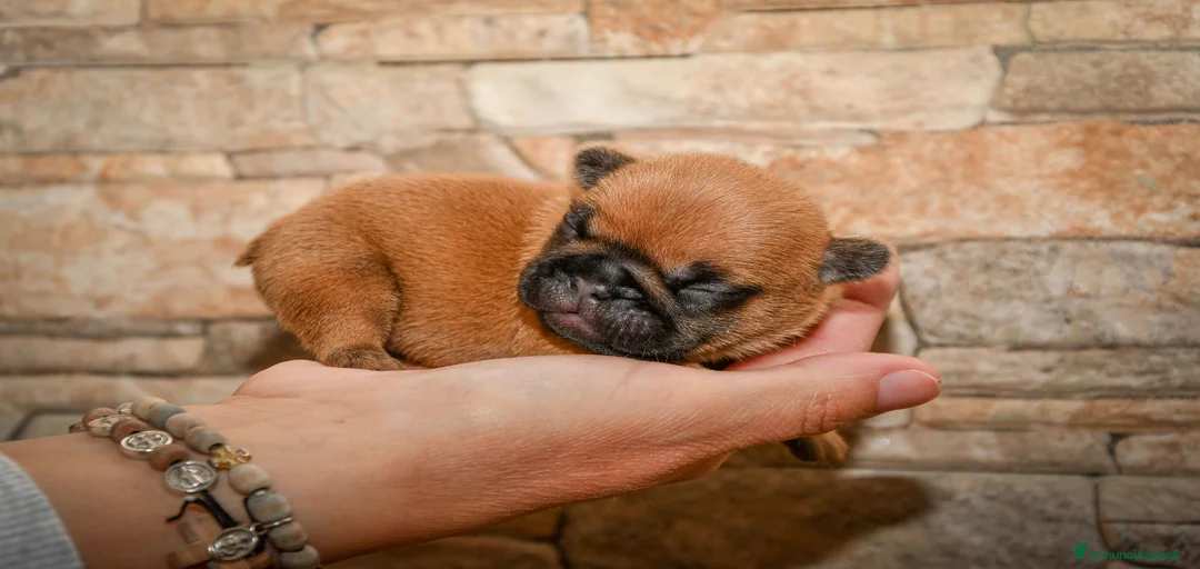 Immagine della galleria {{count}}