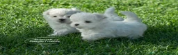 Maltese cani in vendita: BELLISSIMI CUCCIOLI DI MALTESE - Annuncio 3