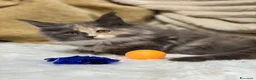 Maine Coon gatti in vendita: Cuccioli Maine coon  - Annuncio 10