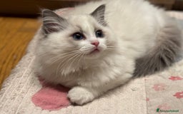 Ragdoll gatti in vendita: Cucciole Ragdoll Blue Bicolor  a Città metropolitana di Milano - Immagine 3