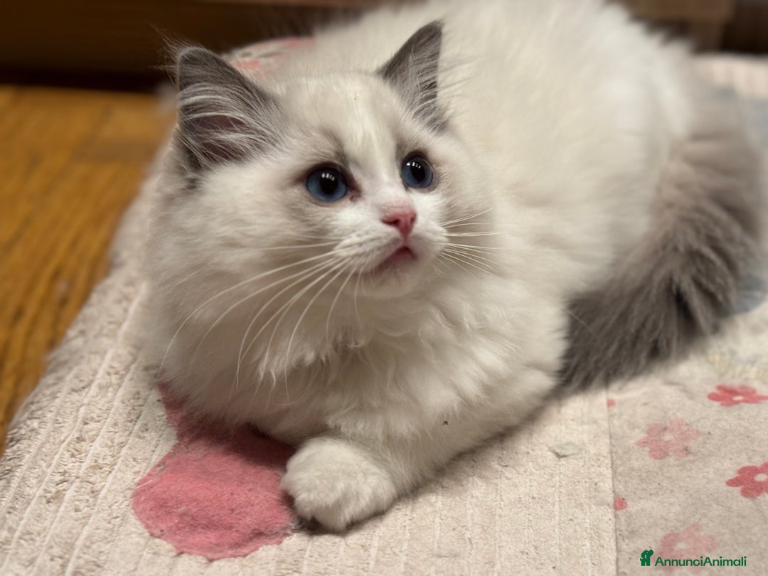 Ragdoll gatti in vendita: Cucciole Ragdoll Blue Bicolor  a Città metropolitana di Milano - Immagine 3