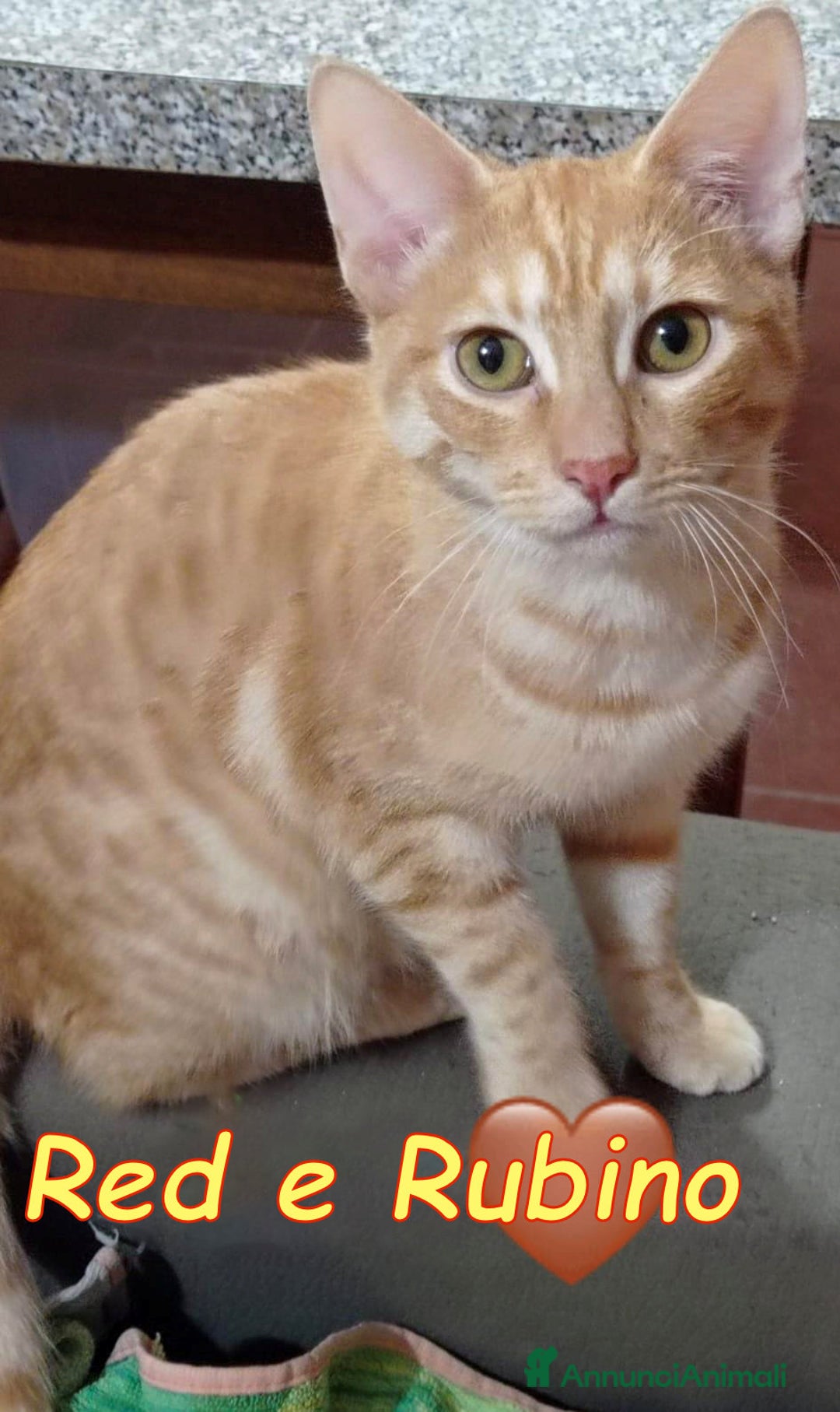 Europeo gatti in regalo: RED E RUBINO DOLCISSIMI GATTINI ROSSI - Annuncio 4