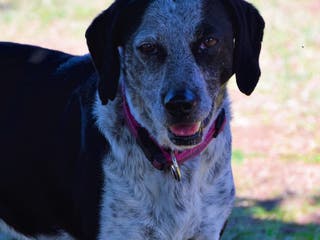 Segugio cani VIRGINIA, una timida cagnolina a Pomezia - Annuncio 1