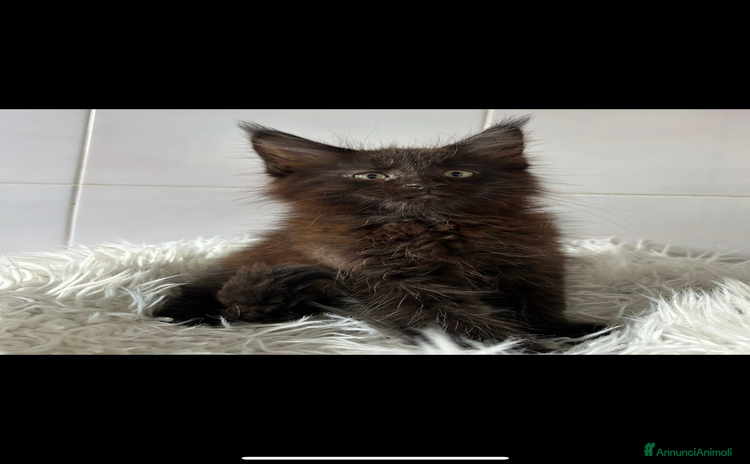 Maine Coon gatti a Provincia di Cremona - Annuncio 3