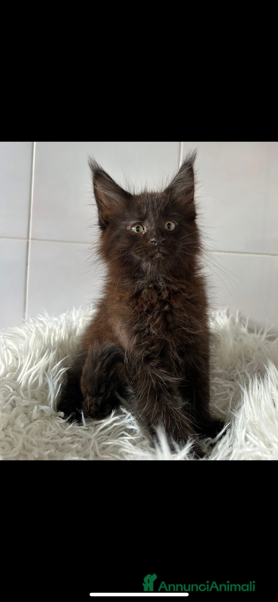 Maine Coon gatti in vendita: Maine coon a Provincia di Cremona - Immagine 1