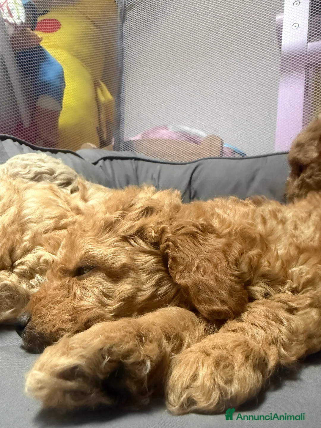 Barboncino cani in vendita: Barboncino maschio - Annuncio 3