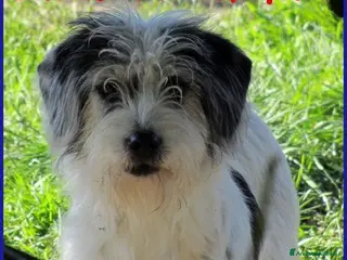 Meticcio cani MANNAGGIA bella timidina - Annuncio 2