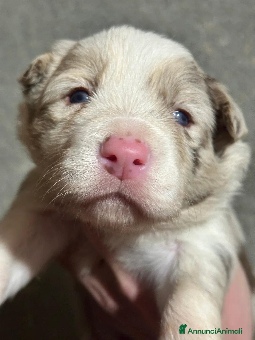 Border Collie cani in vendita: Cuccioli border collie  - Annuncio 8