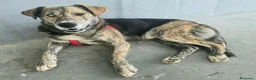 Meticcio cani in regalo: Corsaro 2 anni Taglia media grande  - Annuncio 4