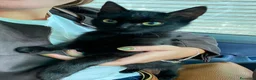 Europeo gatti in regalo: Mirtillo 5 mesi - Annuncio 4