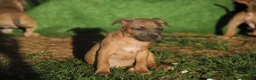 Pitbull cani in vendita: Pit Bull con pedigree anche a rate  - Annuncio 17