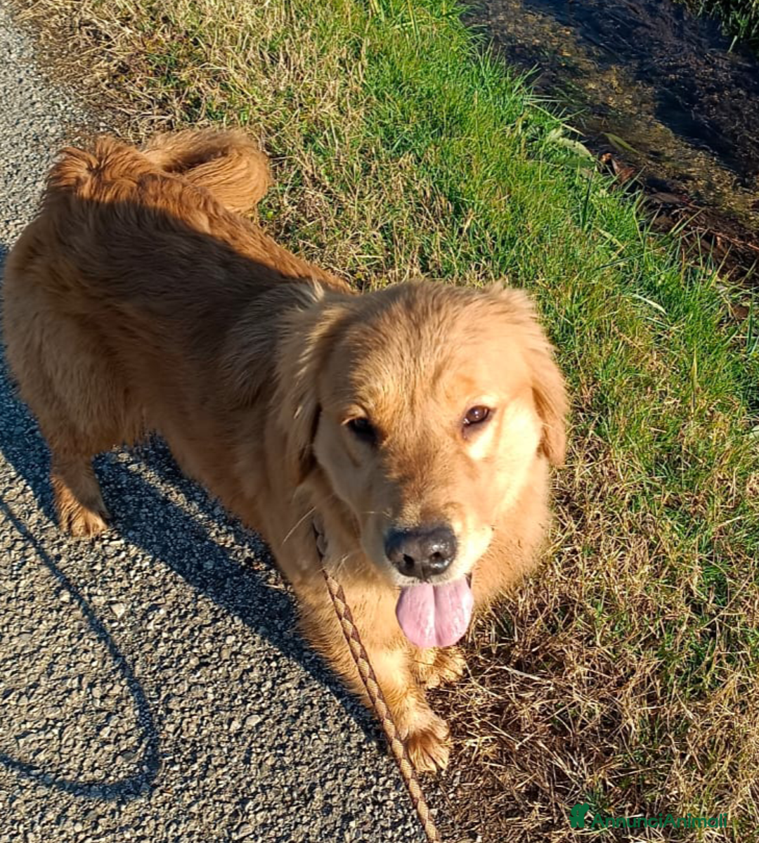 Golden Retriever cani in vendita: Golden americani  - Annuncio 1