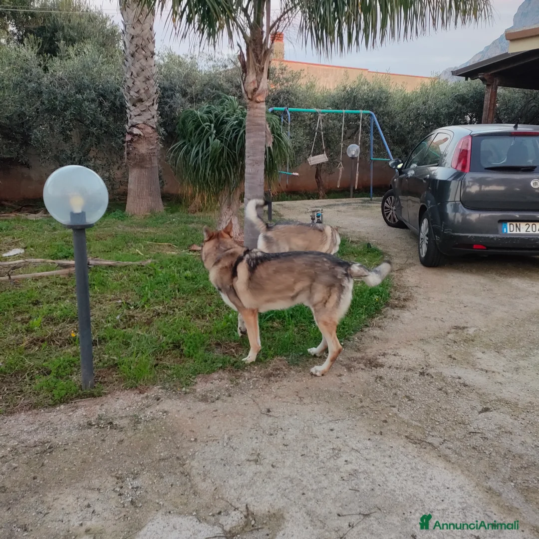 Lupo Cecoslovacco cani in vendita: Cuccioli lupo cecoslovacco  - Annuncio 7