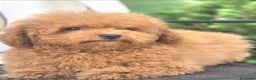 Barboncino Toy cani in vendita: Barboncino toy - Annuncio 5