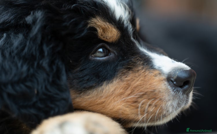 Bovaro del Bernese cani a Città Metropolitana di Torino - Annuncio 14