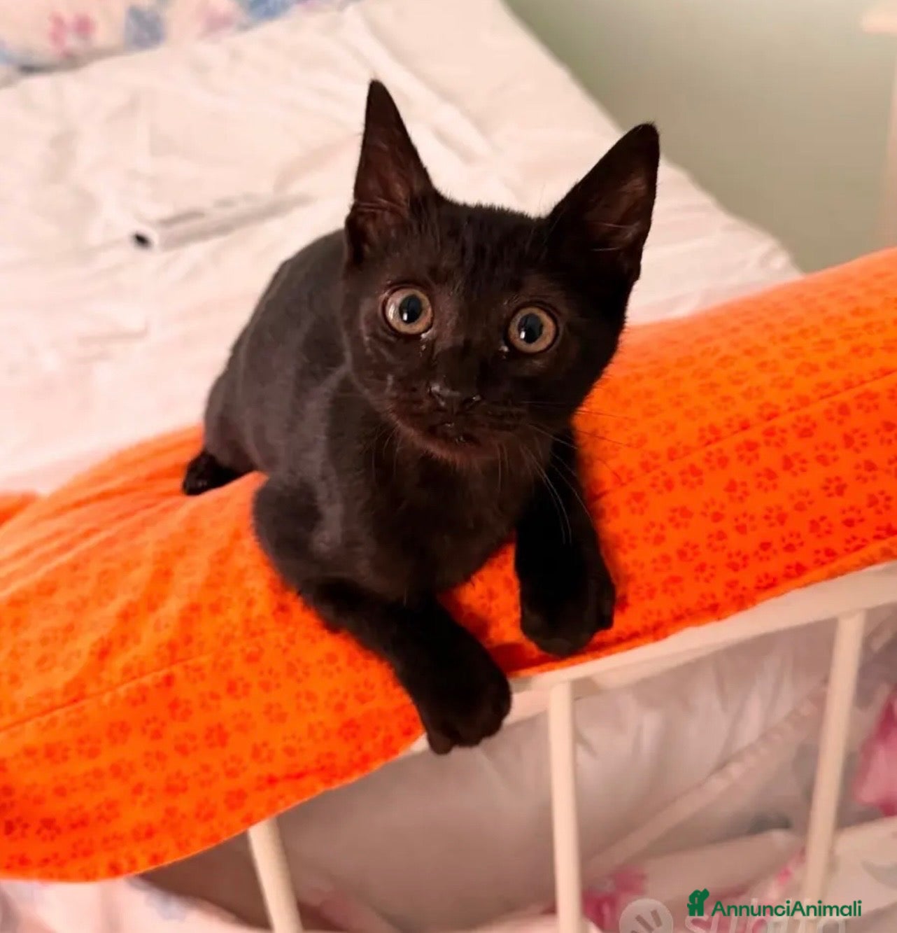 Europeo gatti Zorro bellissimo micino nero - Annuncio 20