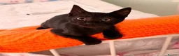 Europeo gatti in regalo: Zorro bellissimo micino nero - Annuncio 1