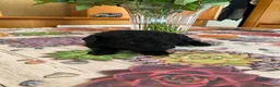 Barboncino Toy cani in vendita: Disponibile splendido cucciolo di barboncino  - Annuncio 3