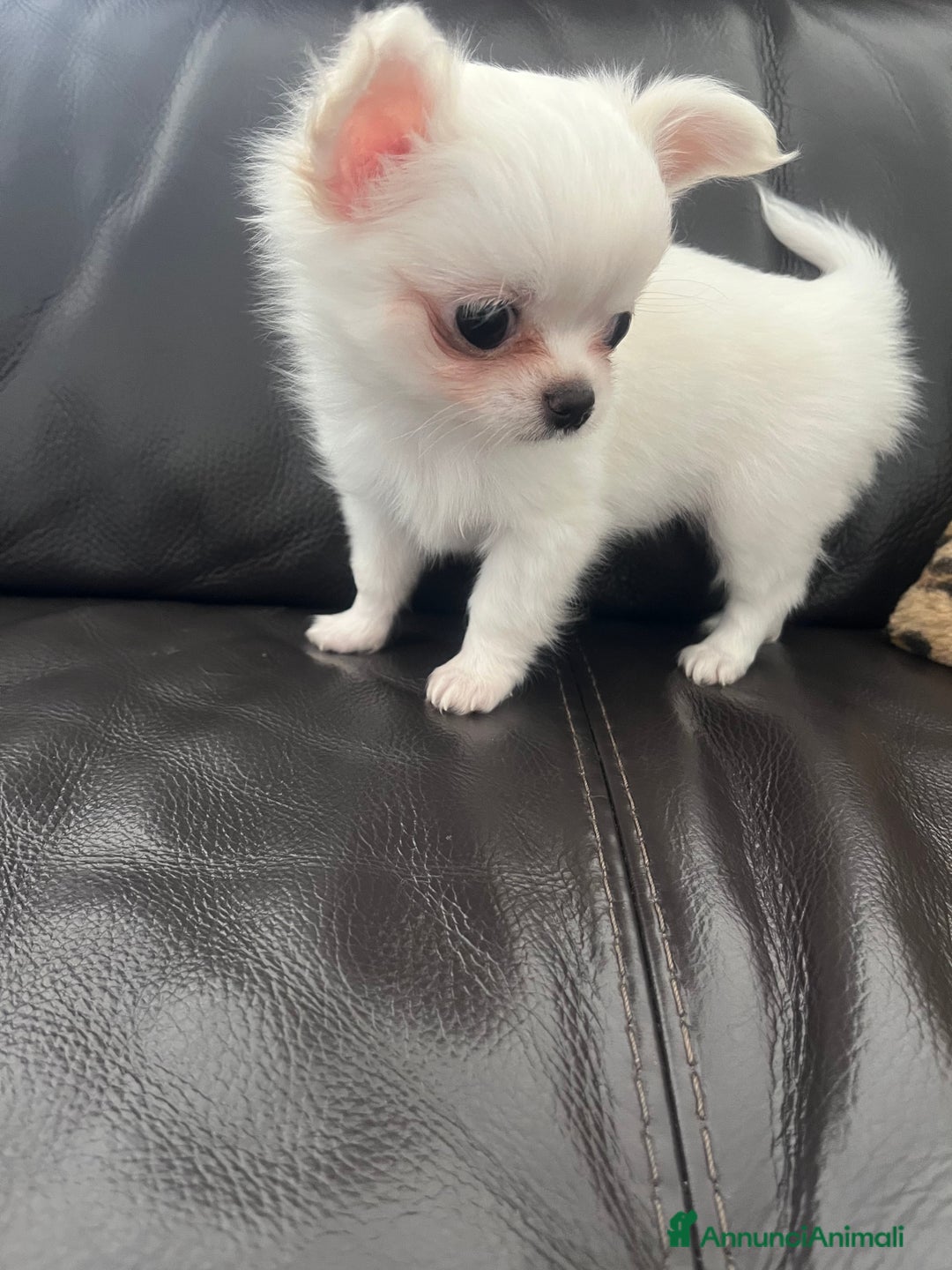 Chihuahua cani in vendita: Chihuahua maschi con pedigree - Annuncio 3