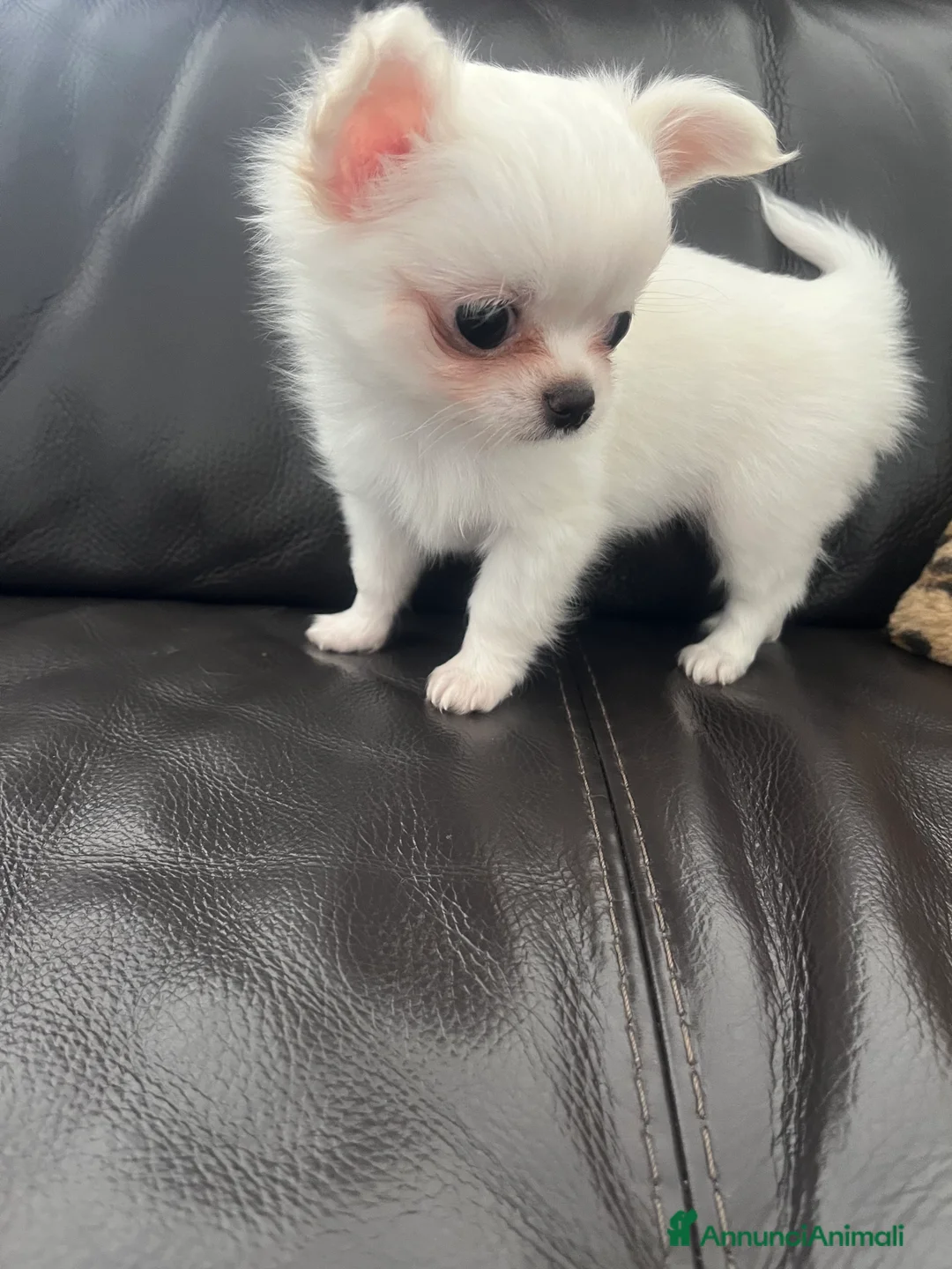 Chihuahua cani in vendita: Chihuahua maschi con pedigree - Annuncio 3