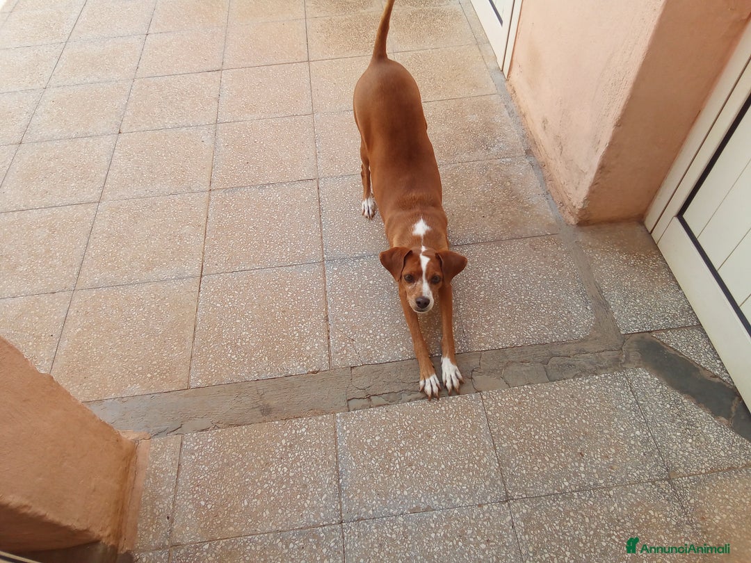 Meticcio cani in regalo: Meticcio da adottare  - Annuncio 2