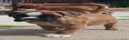 Boxer cani in vendita: Boxer Cuccioli - Annuncio 2