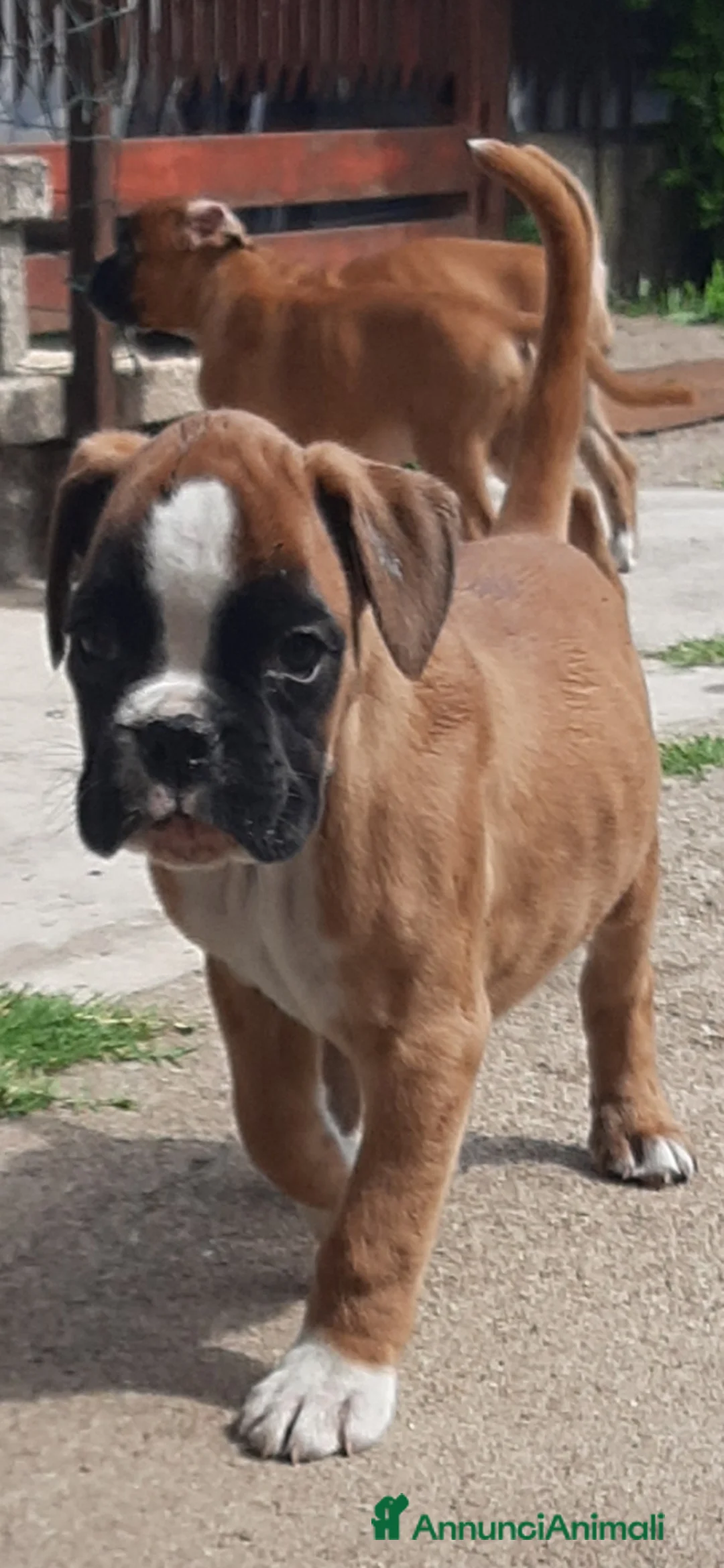 Boxer cani in vendita: Boxer Cuccioli - Annuncio 2