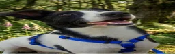 Meticcio cani in regalo: Luce 3anni TRIPODE SOS STALLO/ADOZ. SOS URGE NUORO - Annuncio 3