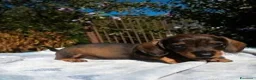 Bassotto cani in vendita: Cuccioli bassotto tedesco nano - Annuncio 3