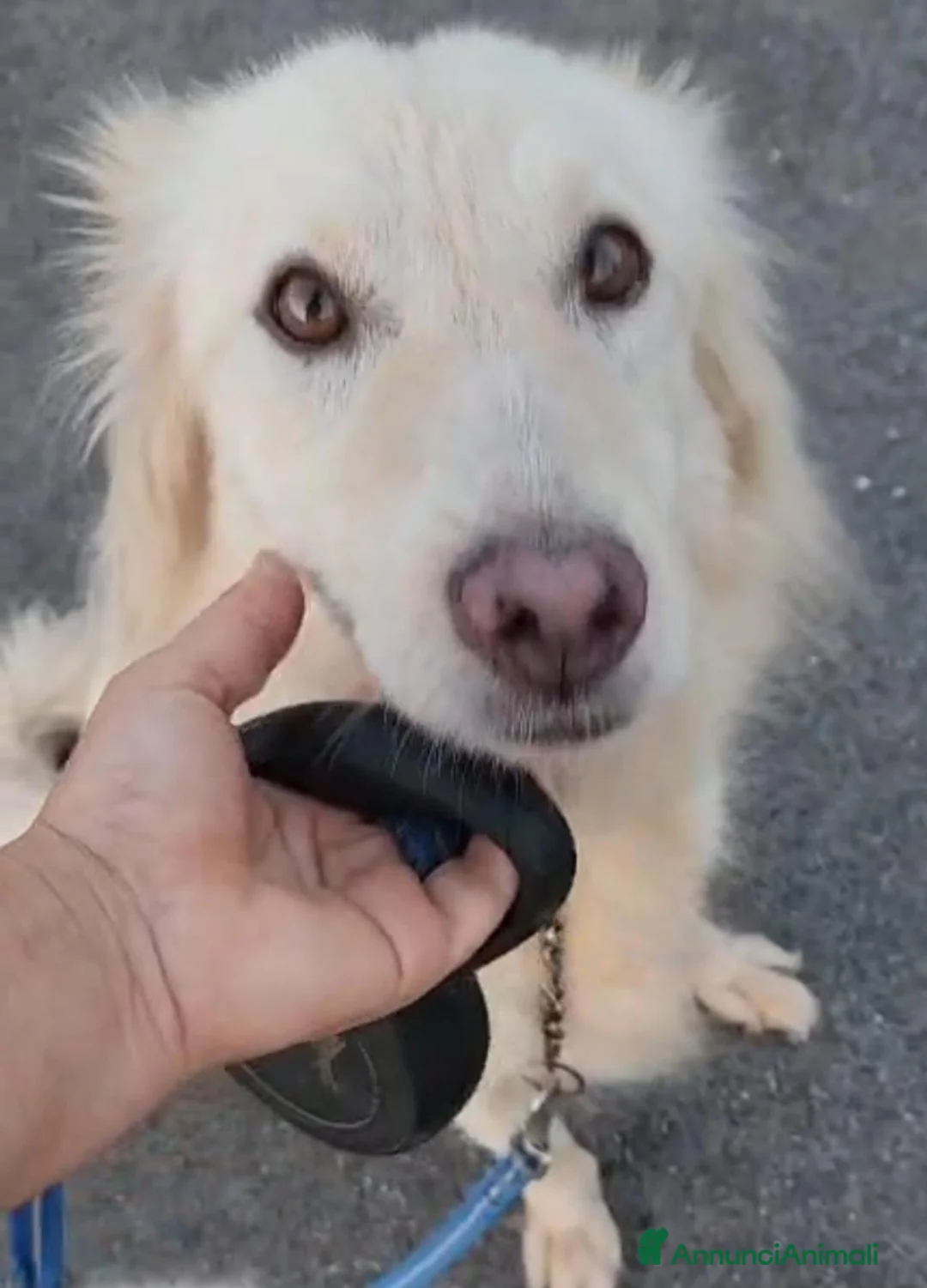 Meticcio cani in regalo: Vera 3anni bellissima vive coi gatti in garage SUD - Annuncio 9