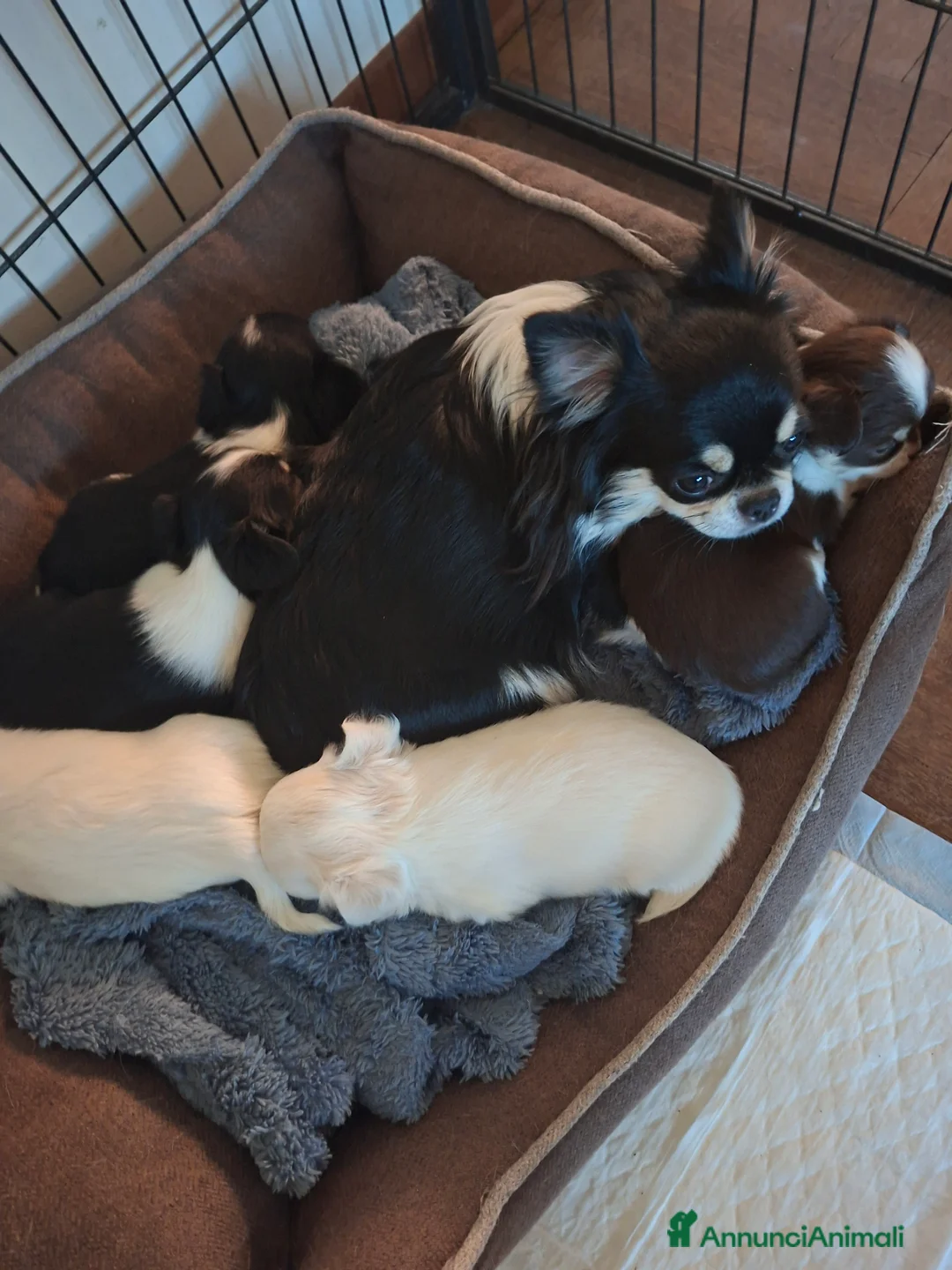 Chihuahua cani in vendita: Chihuahua pelo lungo  - Annuncio 16