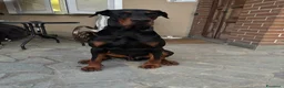 Dobermann cani per accoppiamento: Cane adulto taglia grande maschio  a Provincia di Pavia - Annuncio 3