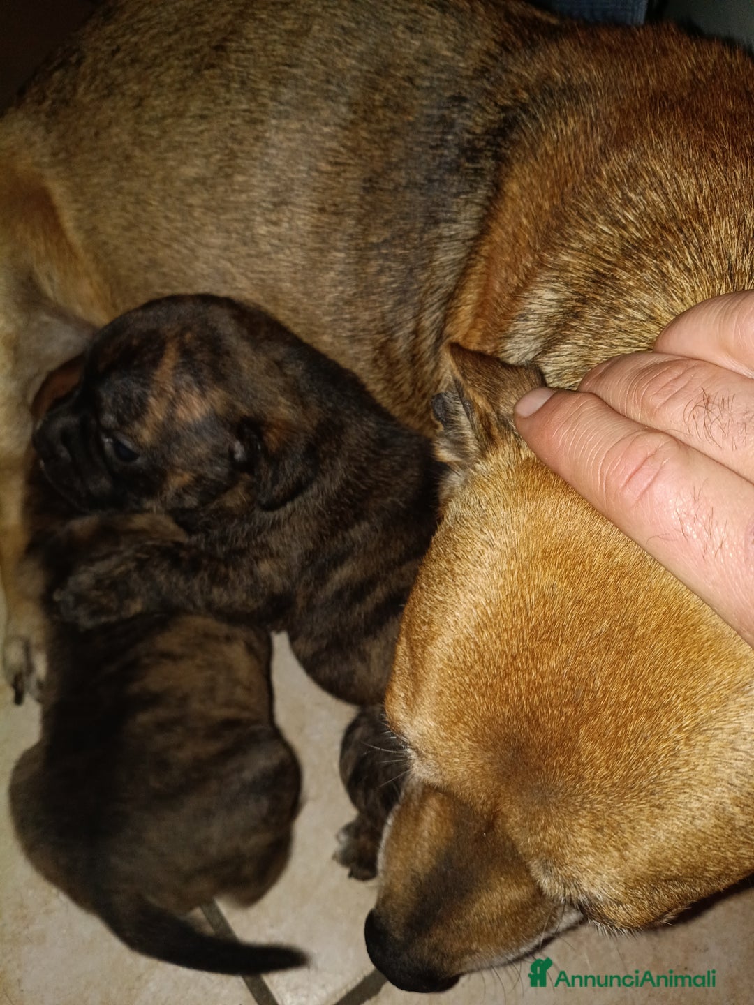 Staffordshire cani in vendita: Staffordshire bull terrier  - Annuncio 1