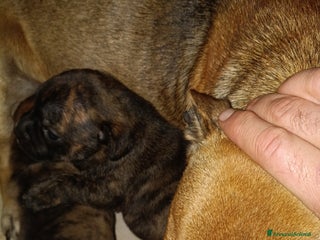 Staffordshire cani Staffordshire bull terrier - Annuncio 1