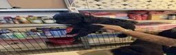Barbone cani in vendita: CUCCIOLI BARBONE GIGANTE  a Provincia di Latina - Annuncio 5