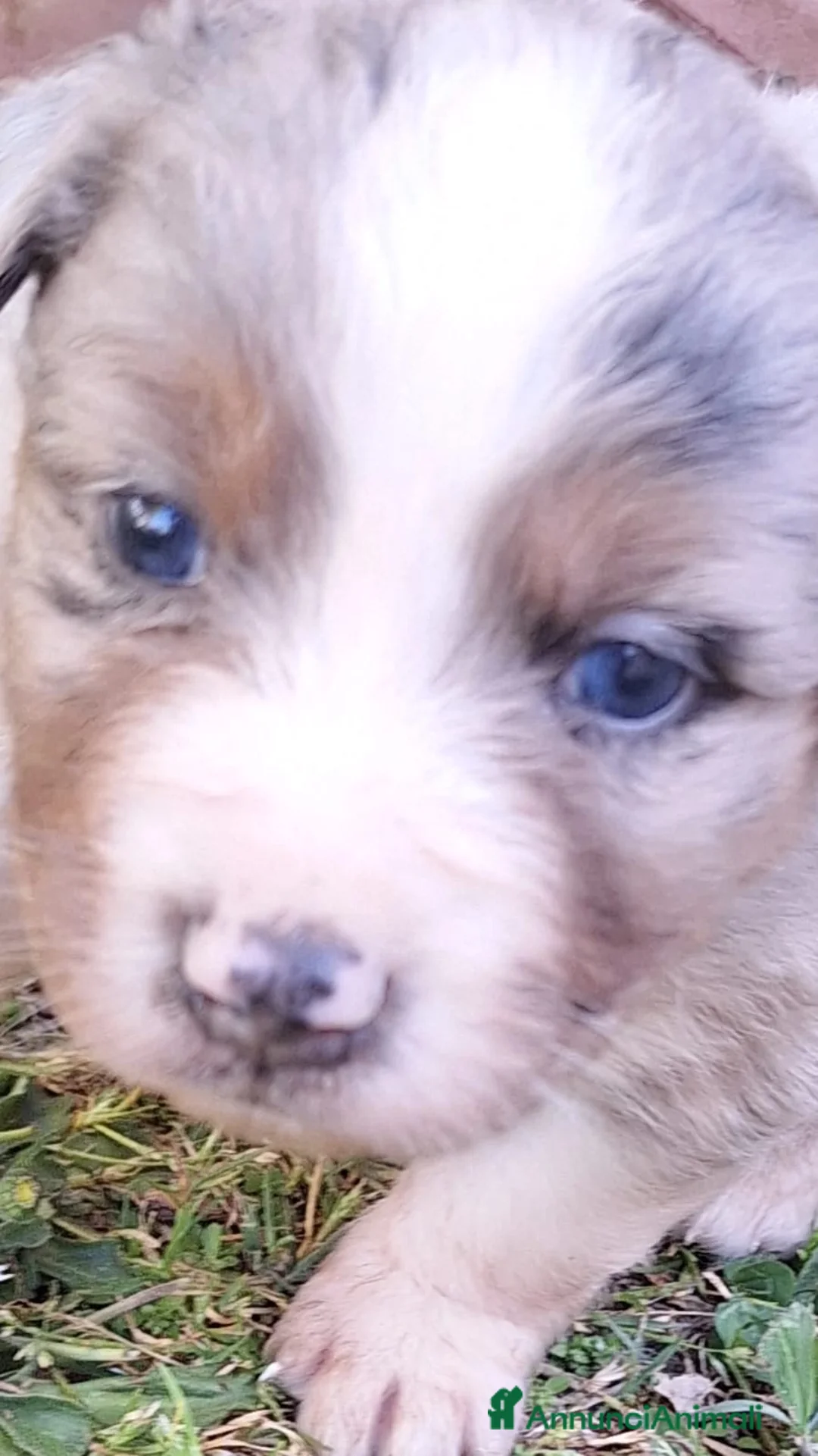 Australian Shepherd cani in vendita: Disponibili cuccioli australian sheperd a Provincia di Massa e Carrara - Annuncio 1