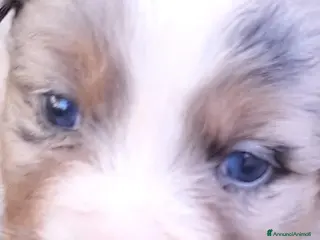 Australian Shepherd cani Disponibili cuccioli australian sheperd - Annuncio 1