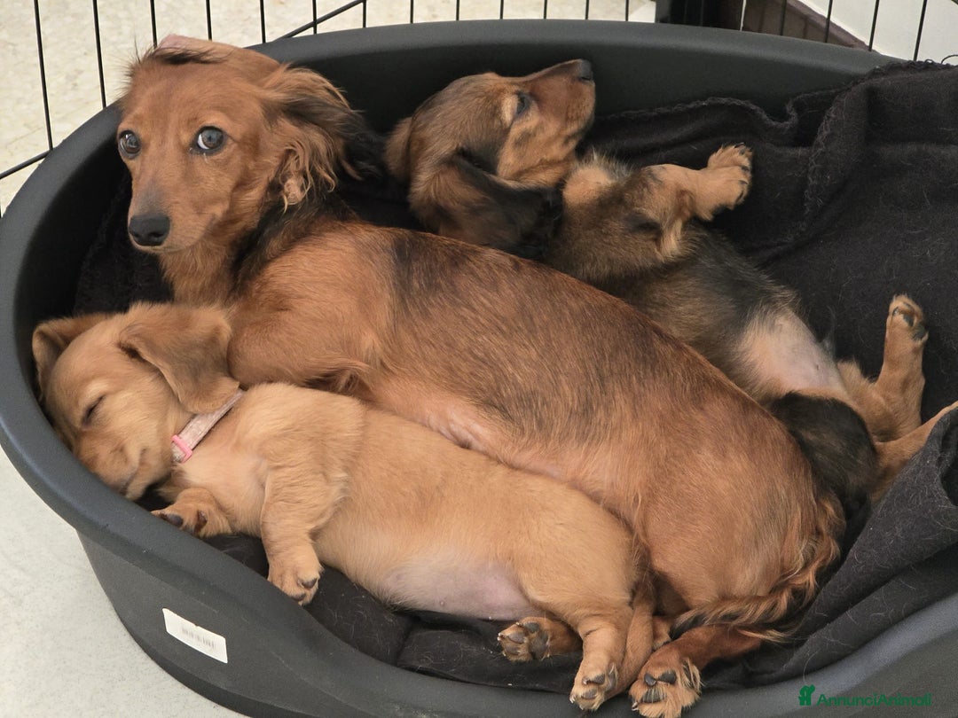 Bassotto cani in vendita: Cucciolo di Bassotto nano a pelo lungo a Città Metropolitana di Genova - Immagine 11