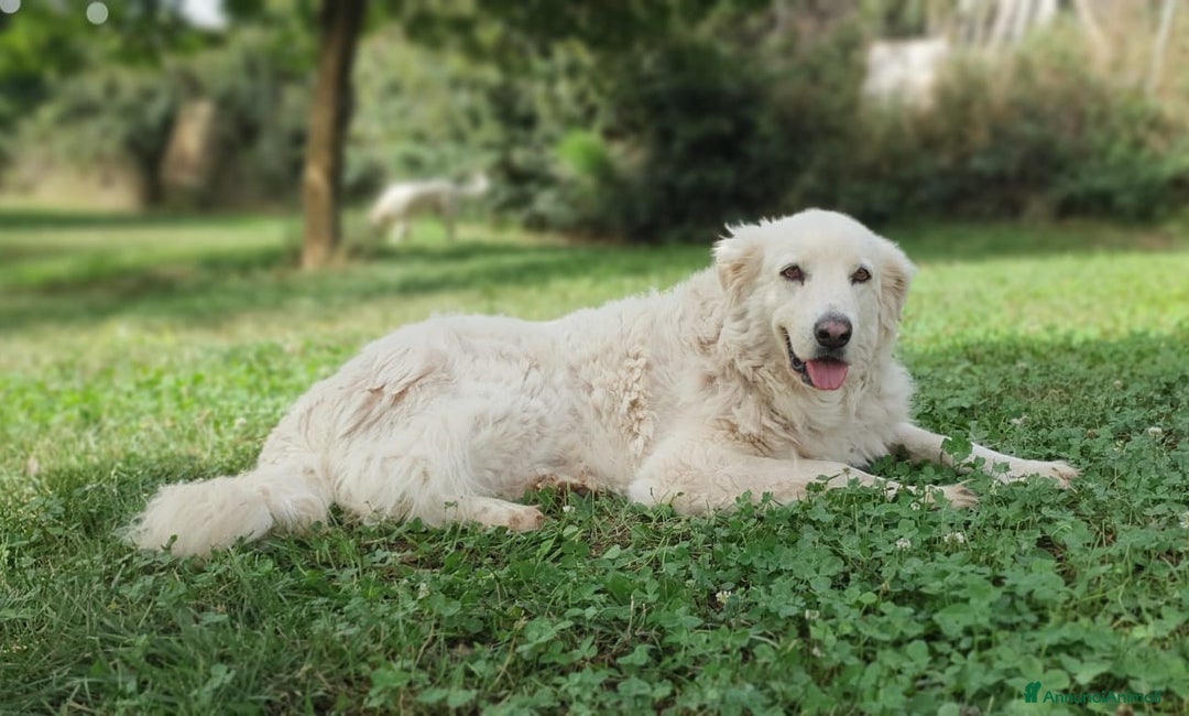 Pastore Maremmano cani in regalo: BIANCA una meraviglia soffice e bianca a Pomezia - Immagine 9
