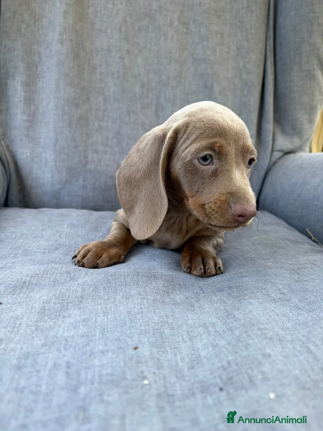 Bassotto Nano cani in vendita: Bassotto nano femmina 3 mesi - Annuncio 1