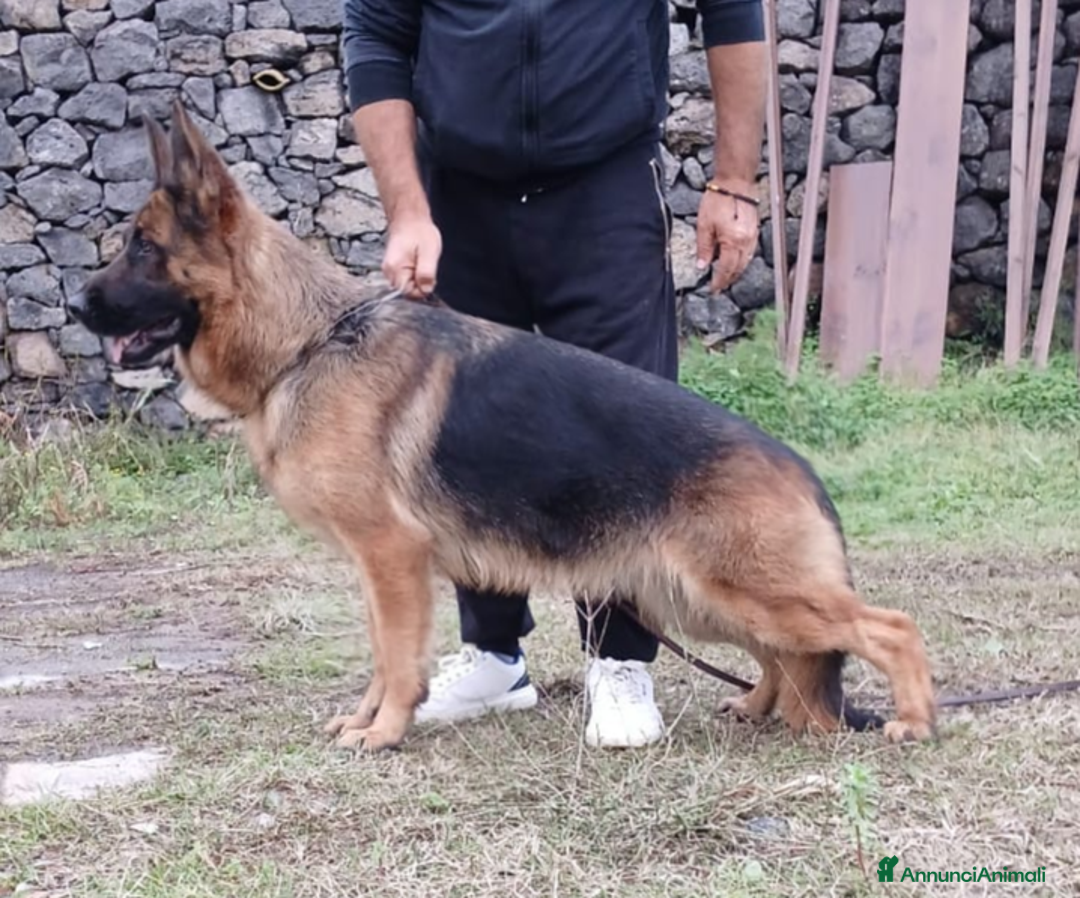 Pastore Tedesco cani in vendita: Cucciola a pelo lungo  a Città metropolitana di Messina - Immagine 3