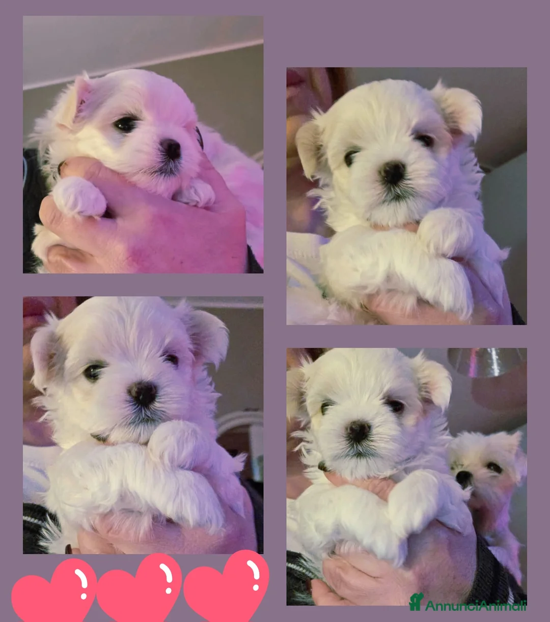 Maltese cani in vendita: Cuccioli di maltese - Annuncio 1