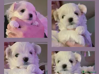 Maltese cani Cuccioli di maltese - Annuncio 6