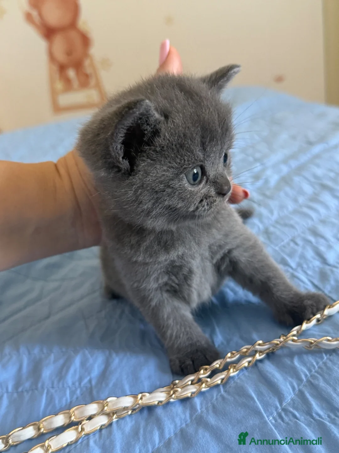 Scottish gatti in vendita: Gattini scottish - Annuncio 2