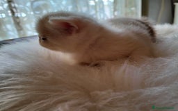 Exotic Shorthair gatti in vendita: Exotic Shorthair allevamento Exodora Sikelia  a Città metropolitana di Catania - Immagine 13