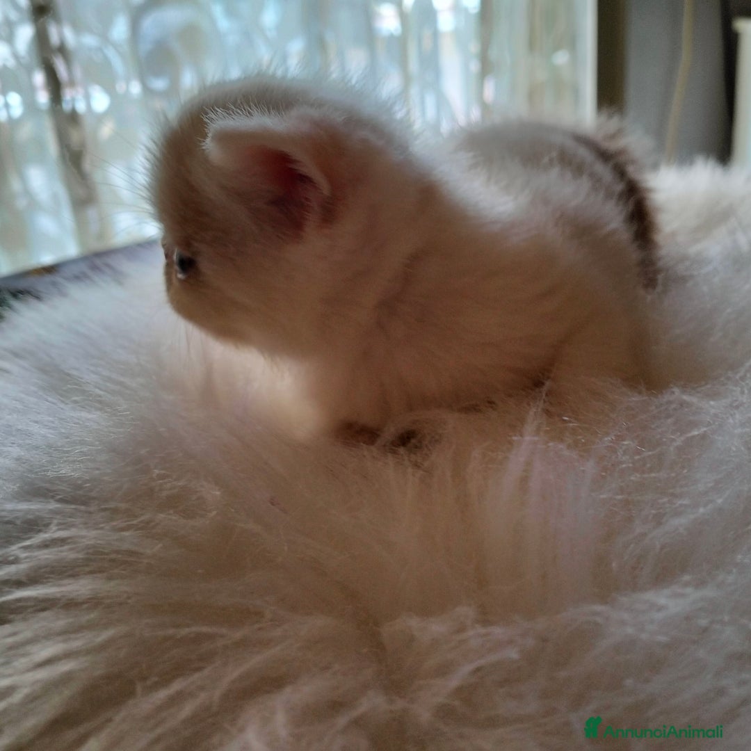 Exotic Shorthair gatti in vendita: Exotic Shorthair allevamento Exodora Sikelia  a Città metropolitana di Catania - Immagine 13