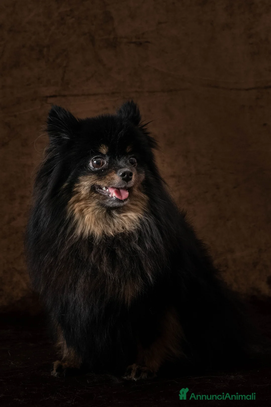 Spitz cani in vendita: Cucciolo di spitz tedesco piccolo  - Annuncio 1