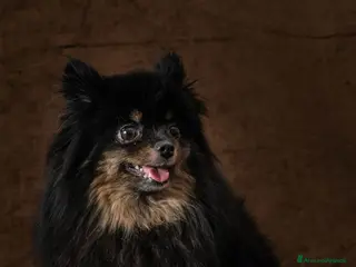 Spitz cani in vendita: Cucciolo di spitz tedesco piccolo - Annuncio 1