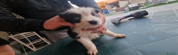 Border Collie cani in vendita: Border collie - Annuncio 6